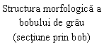 Text Box: Structura morfologica a bobului de grau 
(sectiune prin bob)
