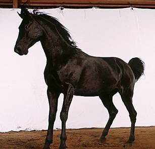 cal negru