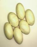 Fisier:Nile crocodile eggs.jpg