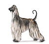 Afghan Hound