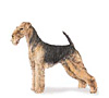 Airedale Terrier