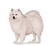 American Eskimo Dog