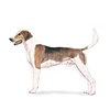 American Foxhound