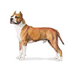 American Staffordshire Terrier