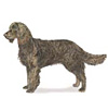 American Water Spaniel