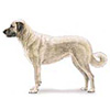 Anatolian Shepherd Dog