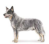 Australian Cattle Dog