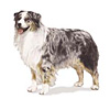 Australian Shepherd