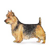 Australian Terrier