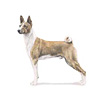 Basenji