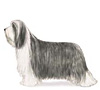 Bearded Collie