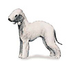 Bedlington Terrier