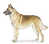 Belgian Malinois