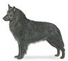 Belgian Sheepdog