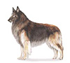 Belgian Tervuren