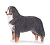 Bernese Mountain Dog