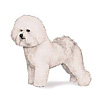 Bichon Frise