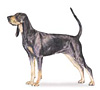 Black and Tan Coonhound