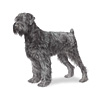 Black Russian Terrier