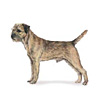 Border Terrier