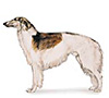 Borzoi