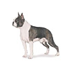 Boston Terrier