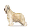 Briard