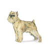 Brussels Griffon