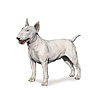 Bull Terrier