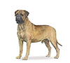 Bullmastiff