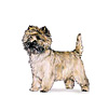 Cairn Terrier