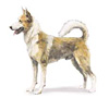 Canaan Dog