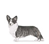 Cardigan Welsh Corgi