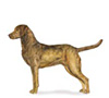 Chesapeake Bay Retriever