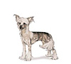 Chinese Crested