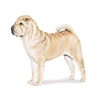 Chinese Shar-Pei