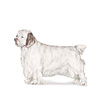 Clumber Spaniel