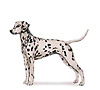 Dalmatian