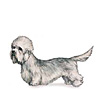 Dandie Dinmont Terrier