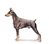 Doberman Pinscher