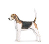 English Foxhound