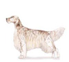 English Setter