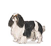 English Toy Spaniel