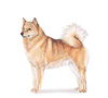 Finnish Spitz