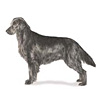 Flat-Coated Retriever