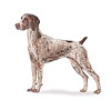 German Shorthaired Pointer