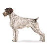 German Wirehaired Pointer