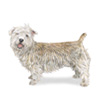 Glen of Imaal Terrier