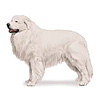 Great Pyrenees