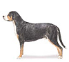 Greater Swiss Mountain Dog